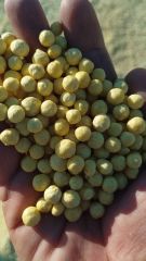Granular Sulphur - Image 2