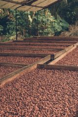 Cocoa Bean - Image 1