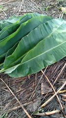 Banana Leaves – product photo 5, product detail gallery