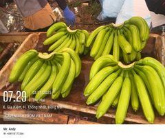 Cavendish Banana – product photo 3, product detail gallery