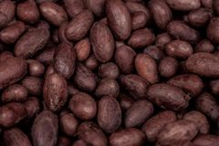 Natural Cocoa Beans For Premium Chocolate Production And Cocoa Processing With Distinct Flavor Pleasant Aroma - Image 1