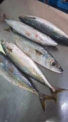 Frozen Whole Mackerel — Wild Caught — Premium Quality - Image 2
