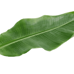 ORGANIC VIETNAMESE BANANA LEAVES - TOP-GRADE EXPORT - Image 1