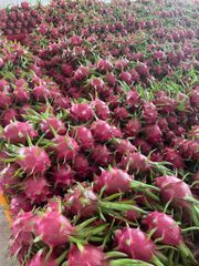 Vietnam Fresh Dragon Fruit Wholesale Pitaya Fruit Vietnam for Export Red/White Flesh - Image 6