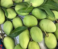 Cheap Price Fresh Mango Fruit From Vietnam Fresh Mango High Quality from Vietnam Suppliers - Image 3