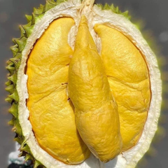 Wholesaler Fresh Durians Monthong Fresh Durian Flesh , Thai fruit Organic Packed In Box Vietnam Manufacturer, King Durian - Image 3
