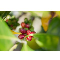 100% Natural Color Premium Coffee Supplier Green Coffee Beans Robusta Green Coffee From Vietnam - Image 4