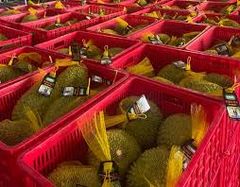 High Quality Fresh Durian Ri6 Eat Directly Sweet And Fatty Taste Organic Packed In Box Fresh Durians – product photo 6, product detail gallery