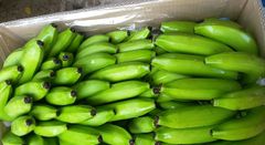 TOP-GRADE ORGANIC FRESH CAVENDISH BANANA FROM VIETNAM – product photo 5, product detail gallery