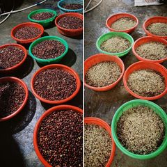Unroasted Arabica Coffee Beans Wash Process Natural Flavor High Quality 18 Month Shelf Life from Di Linh Plateau of Vietnam – product photo 5, product detail gallery