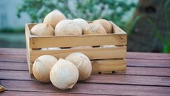 Premium White Fresh Coconuts Tropical Shell Sweet Style Packing Organic Coconut – product photo 3, product detail gallery