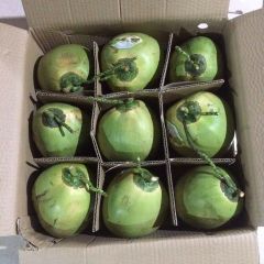 Cheap Fresh green young coconut top quality best price coconut for wholesales made in Ben Tre Vietnam – product photo 4, product detail gallery