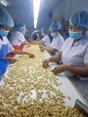 Lowest Price Big Size Raw High Quality Cashew Nuts W320 Dried Delicious Crunchy Organic Kernel – product photo 3, product detail gallery