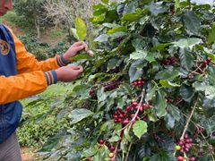Green Robusta Coffee Beans Directly from Highland Farm 100% Robusta green coffee beans supplied by Viet Coffee Company – product photo 3, product detail gallery