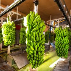 TOP-GRADE ORGANIC FRESH CAVENDISH BANANA FROM VIETNAM – product photo 1, product detail gallery