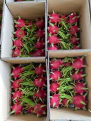 White Dragon Fruit Cheap Price Fresh White Dragon Fruit from Vietnam - Image 2