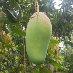 Best Selling Premium Fresh Mango Green & Yellow Mango Natural Taste High Quality Vietnam Fresh Fruit For Export In Vietnam - Image 4