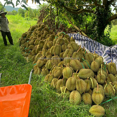 Wholesale price for Fresh Durian Fruit from Vietnam High quality Fresh Fruit Durian - Image 2