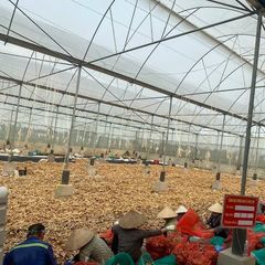 New 2023 Crop Vietnam Fresh Ginger Vietnam Spices Old Ginger 250g Ready For Delivery OEM Service - Image 4