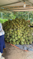 Wholesale price for Fresh Durian Fruit from Vietnam High quality Fresh Fruit Durian - Image 6