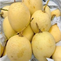 Best Selling Premium Fresh Mango Green & Yellow Mango Natural Taste High Quality Vietnam Fresh Fruit For Export In Vietnam - Image 2