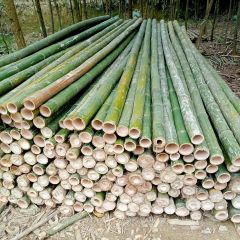 Bamboo Pole Hot Sale Agricultural Cheap Price Bamboo Poles for Indoor Outdoor Decoration - Image 6