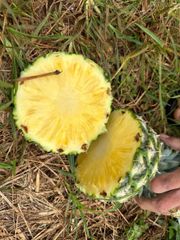 Wholesale fresh pineapple Wholesale Cheap Price High Quality Pineapple – product photo 6, product detail gallery