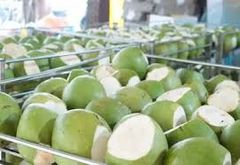 Cool Coconuts Water Coconut Green Coconut Packing Box Fresh Coconut From Vietnam - Image 6