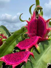 White Dragon Fruit Cheap Price Fresh White Dragon Fruit from Vietnam - Image 4