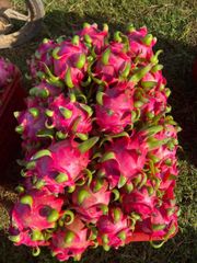 Vietnam Fresh Dragon Fruit Wholesale Pitaya Fruit Vietnam for Export Red/White Flesh - Image 5