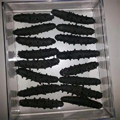 Natural sea cucumber high quality, dried sea cucumber rich nutrition wholesale price - Image 3