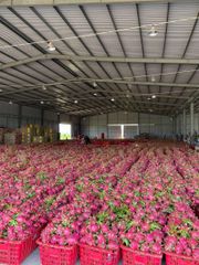 Vietnam Fresh Dragon Fruit/ Wholesale Pitaya Fruit Vietnam/Very Cheap Price Red Dragon Fruit WhatsApp +84 96 871 5470 – product photo 4, product detail gallery