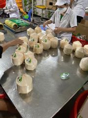 Cheap Fresh green young coconut top quality best price coconut for wholesales made in Ben Tre Vietnam – product photo 6, product detail gallery