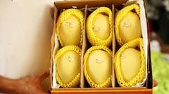 The Best Fresh Mango Fruit Tropical Fruit Sweet Taste Fresh Mangos Yellow Mango Green Mango Organic Fruit From VietNam - Image 4