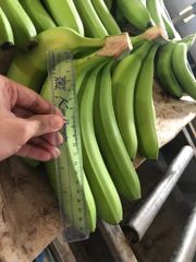 TOP-GRADE ORGANIC FRESH CAVENDISH BANANA FROM VIETNAM – product photo 4, product detail gallery