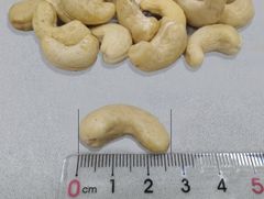 Lowest Price Cashew Nuts W240 Raw High Quality Big Size Dried Delicious Crunchy Organic Kernel OEM Service – product photo 2, product detail gallery