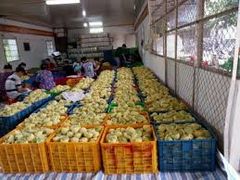 The Best Fresh Mango Fruit Tropical Fruit Sweet Taste Fresh Mangos Yellow Mango Green Mango Organic Fruit From VietNam - Image 5