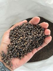 Best Quality k Pepper Factory Price Best Herbs and Spice Ingredient Pepper 580mc - Image 2