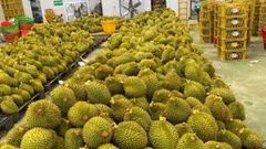 Wholesaler Cheap Fresh Durians Monthong Fresh Durian Flesh , Thai fruit Organic Packed In Box Vietnam Manufacturer, King Durian - Image 5