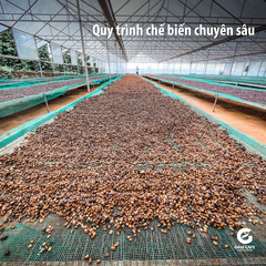 Green Robusta Coffee Beans Directly from Highland Farm 100% Robusta green coffee beans supplied by Viet Coffee Company – product photo 2, product detail gallery