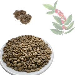 ARABICA CATIMOR GREEN BEANS FULLY-WASHED Premium Quality with Small MOQ from Highland Low Price Central of Vietnam – product photo 1, product detail gallery