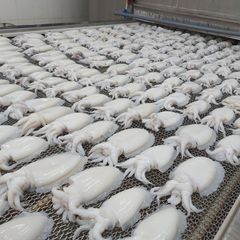 Top Quality Cuttlefish Whole Frozen, Frozen Cuttle Fish For Sales – product photo 6, product detail gallery