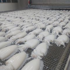 Top Quality Cuttlefish Whole Frozen, Frozen Cuttle Fish For Sales – product photo 3, product detail gallery
