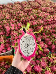 Vietnam Fresh Dragon Fruit Wholesale Pitaya Fruit Vietnam for Export Red/White Flesh - Image 3