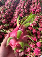 Lowest Factory Price Fresh Red Dragon Fruit Pink White Sweet Long Style - Image 3