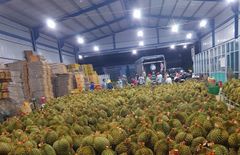 Best Selling Frozen Fresh Ri6/Monthong Durian in Vietnam 2023/ Competitive Price Frozen Fresh Durian – product photo 5, product detail gallery