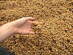 Arabica Green Coffee Beans Vietnamese Export Quality Processing on Demands Arabica Raw Coffee Beans Bulk Bag Packaging - Image 5