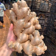 New 2023 Crop Vietnam Fresh Ginger Vietnam Spices Old Ginger Exporter Ready For Delivery OEM - Image 2