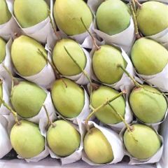 Cheap Price Fresh Mango Fruit From Vietnam Fresh Mango High Quality from Vietnam Suppliers - Image 2