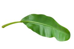ORGANIC VIETNAMESE BANANA LEAVES - TOP-GRADE EXPORT - Image 2